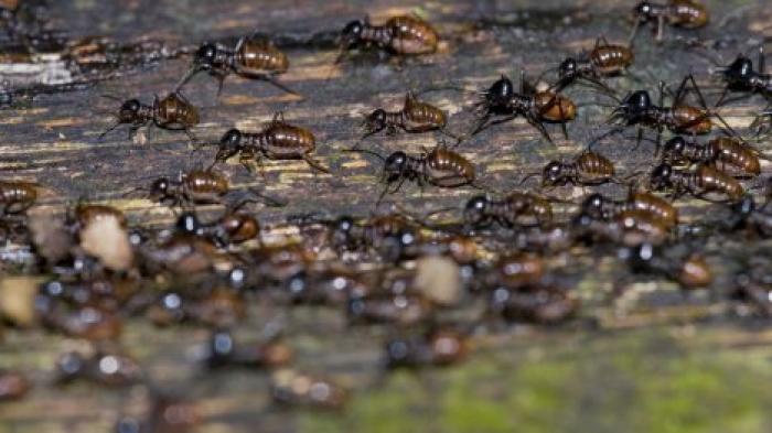 Отравленная бумага показала, как термиты помогают тропическим лесам противостоять засухе