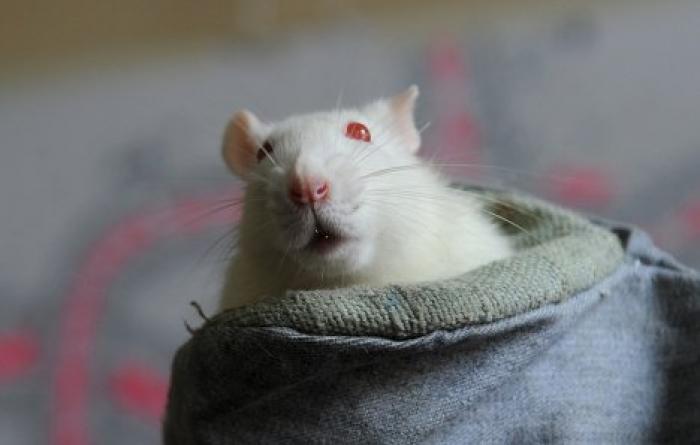Российские ученые смогли ввести грызунов в депрессию ультразвуком