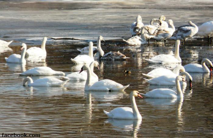 Сотни лебедей зимуют на Днестре близ города Сорока