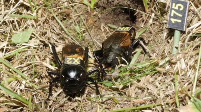 Стареют ли насекомые? Биологи нашли ответ