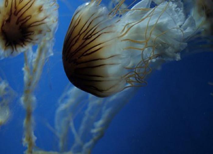 В Австралии нашествие медуз: власти закрыли популярные пляжи