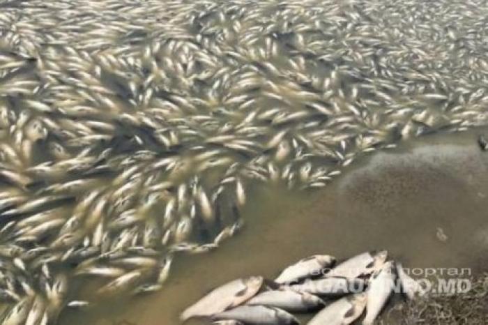 В селе Конгаз в водохранилище вымерла рыба: глава Экологического агентства назвал причину катастрофы
