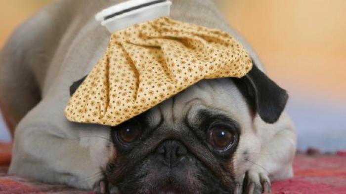 Берут пример с людей? Характер собак меняется со временем