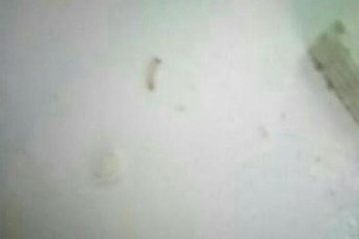 Российских школьников накормили вафлями с червями