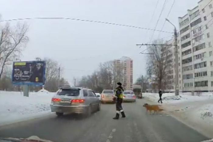 Российский гаишник перекрыл движение ради хромого пса