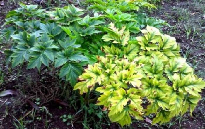 Ученые нашли растение, продлевающее молодость