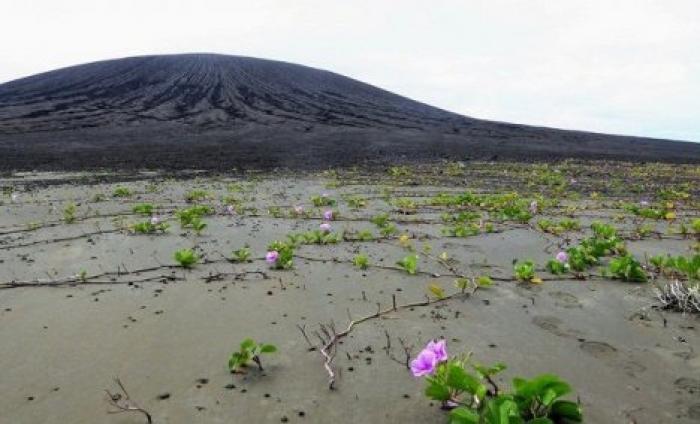 Ученые посетили необычный остров, возникший 4 года назад 