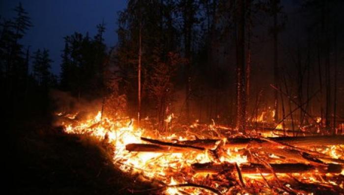 В Новой Зеландии начался масштабный лесной пожар