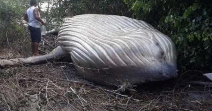 Загадочная смерть кита посреди бразильского леса озадачила ученых
