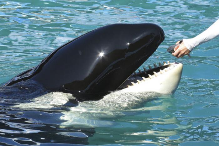 Гид побывал в пасти кита и выжил