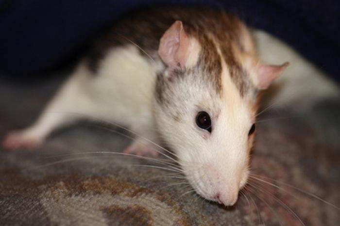 Крысу застукали за воровством бриллиантов