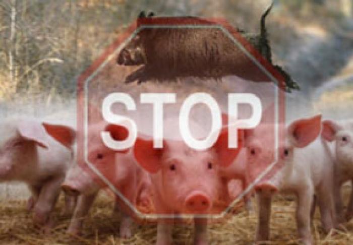 ​LA SUDUL MOLDOVEI A FOST ÎNREGISTRAT PRIMUL FOCAR DE PESTĂ PORCINĂ AFRICANĂ DIN ACEST AN