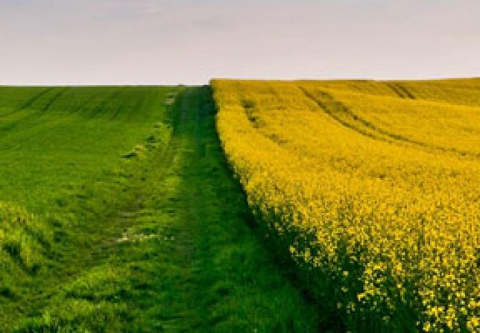NOUL PROGRAM DE DEZVOLTARE A HORTICULTURII VA ŢINE CONT DE PROBLEMELE IDENTIFICATE ÎN ANUL TRECUT