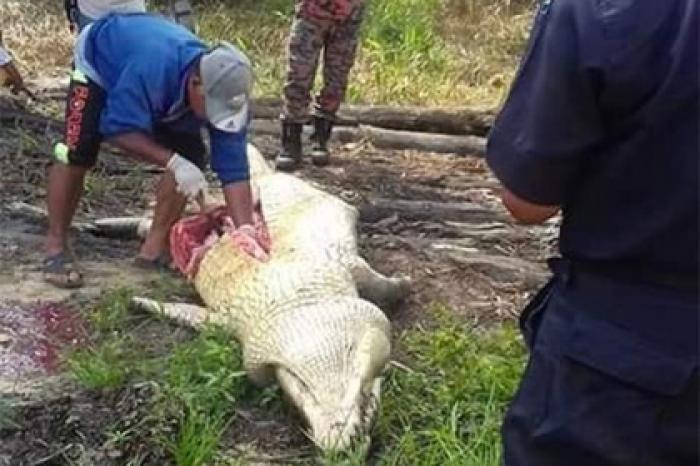 Пропавшего рабочего нашли внутри крокодила