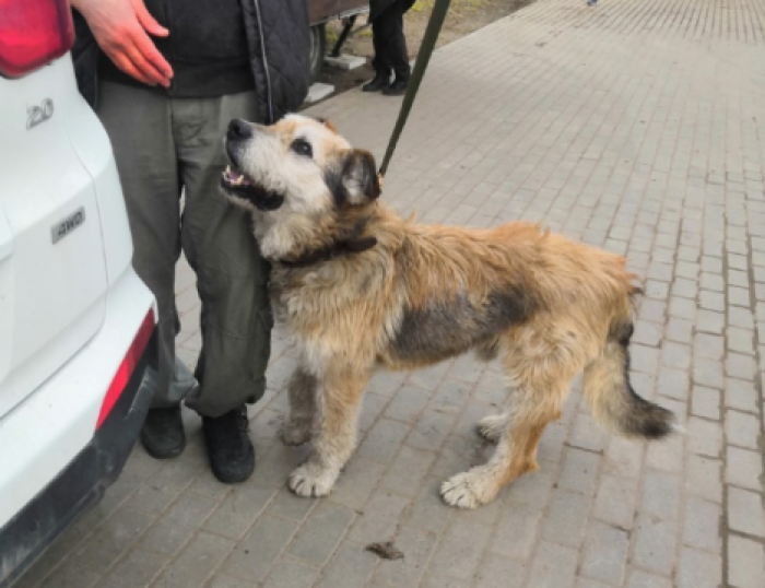 Спасенный из-под поезда в Ленобласти пес нашел новых хозяев