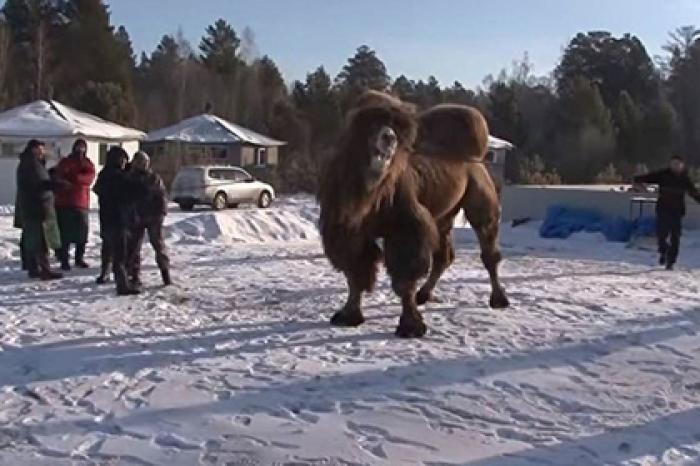 Сжигавшие верблюдов шаманы останутся безнаказанными