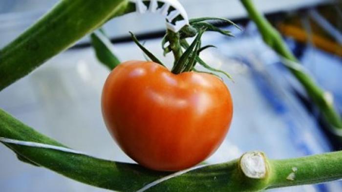 Ученые рассказали о пользе томатов