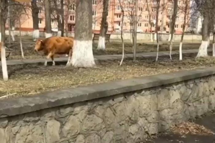 Жители Беслана расстроились из-за коров у мемориала жертвам теракта