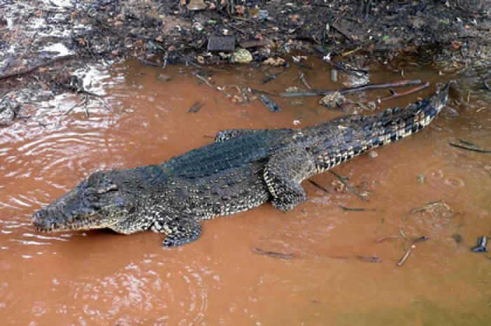 Громкая музыка убила редкого крокодила