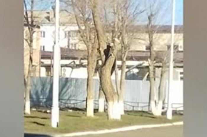Гуляющего возле российского детского центра медведя сняли на видео