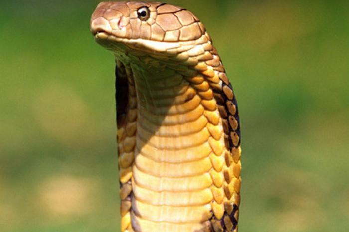 Китаец фотографировался с королевской коброй и умер