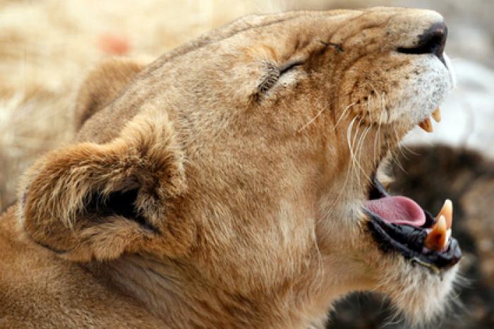 Лев забрел в деревню и загрыз девочку