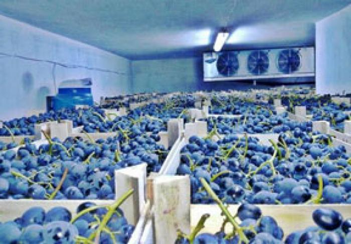 MINISTERUL AGRICULTURII SPERĂ CĂ STOCURILE DE STRUGURI VOR FI VÂNDUTE PÂNĂ LA PAŞTI