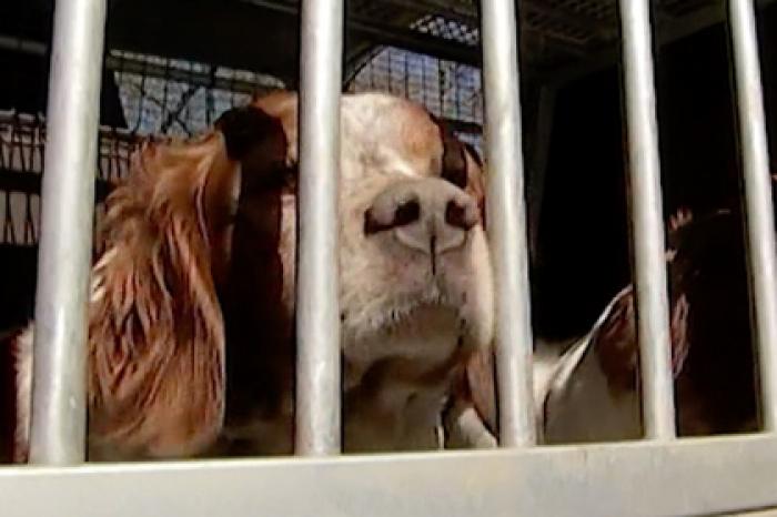 Москвич устроил тюрьму для беременных собак в своем автомобиле