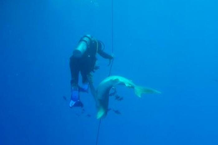Нападение агрессивной акулы на аквалангиста попало на видео