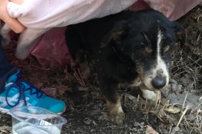 Похороненный на пустыре пес выбрался из могилы и вернулся к хозяевам