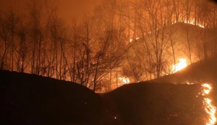 В Южной Корее объявили чрезвычайное положение из-за лесных пожаров (фоторепортаж)