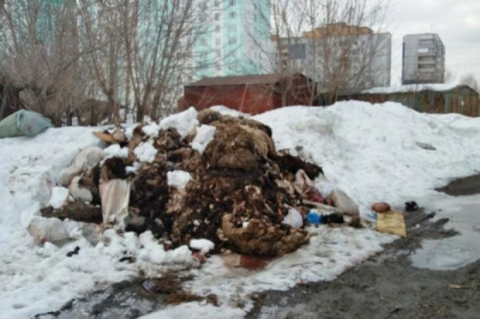 В российском городе-миллионнике нашли гору останков животных