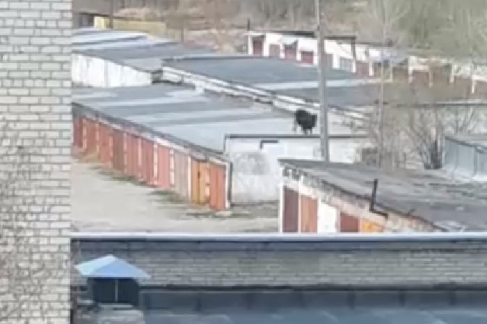 Гуляющая по крышам гаражей корова озадачила россиян