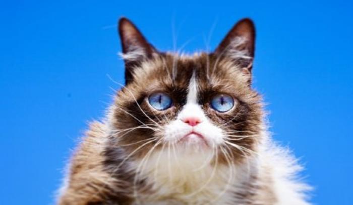 Легендарный мем: умерла Grumpy Cat