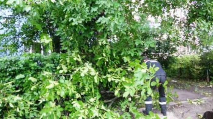 На Ботанике сильный ветер повалил дерево во дворе жилого дома дерево