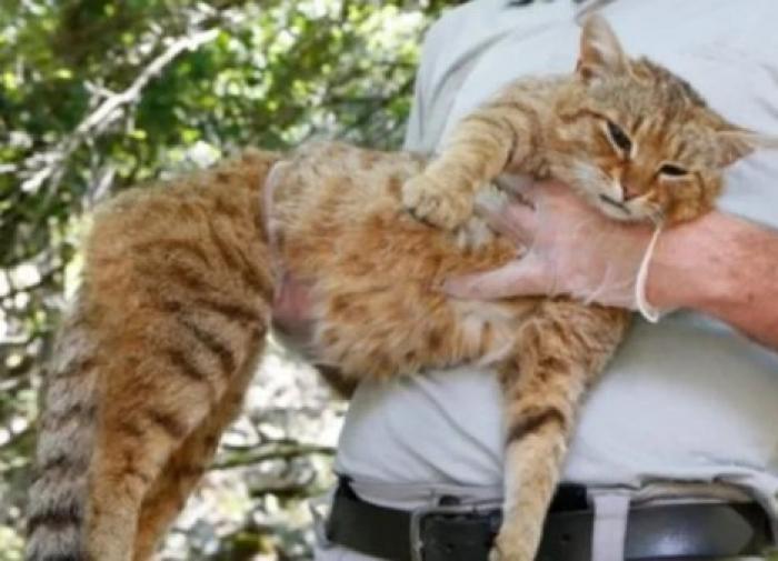 Чудеса природы: биологи обнаружили кошку-лису