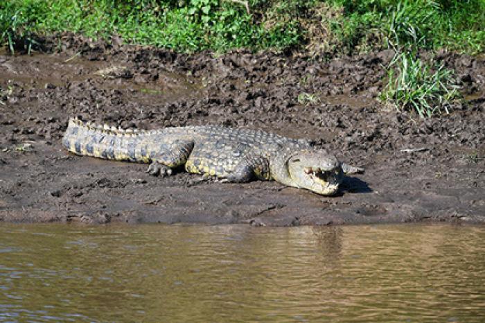 Крокодил напал на женщину с ребенком и убил их