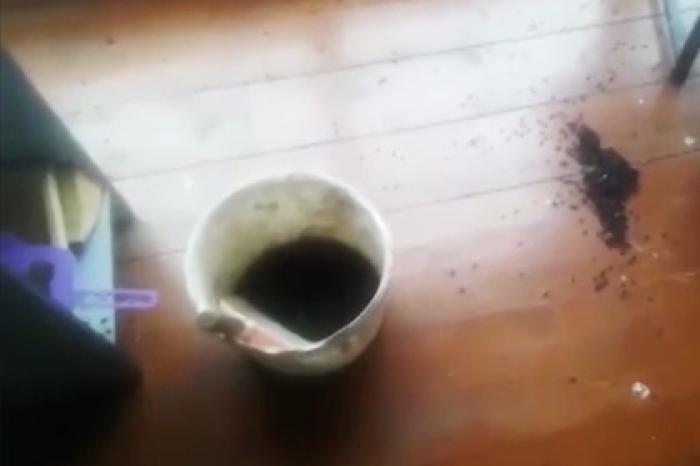 Миллионы мух напали на россиян и попали на видео