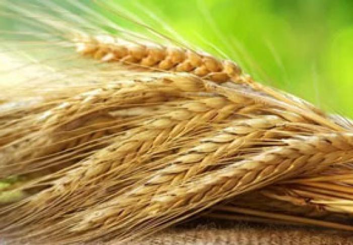 МОЛДОВА НАРАЩИВАЕТ ОБЪЕМЫ ЭКСПОРТА ЭКОЛОГИЧЕСКИХ ЗЕРНОВЫХ В СТРАНЫ ЕВРОПЕЙСКОГО СОЮЗА