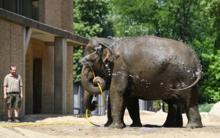 Невыносимая жара в Европе: как берлинский зоопарк спасает своих жителей