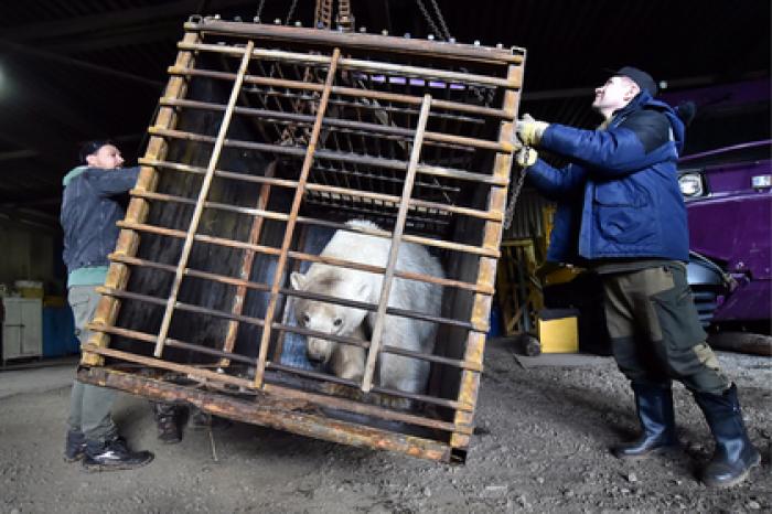 Пришедшего в Норильск в поисках еды белого медведя поймали