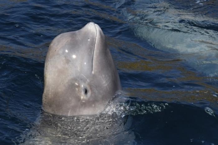 Раскрыты подробности спасения косаток из «китовой тюрьмы»