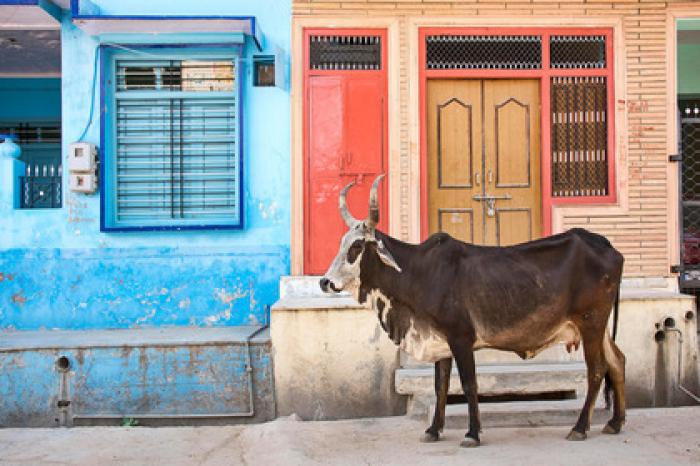 Украденная корова убила своего вора