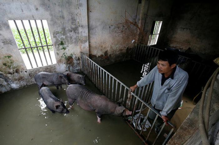 В Азии разбушевалась крупнейшая в истории эпидемия животных