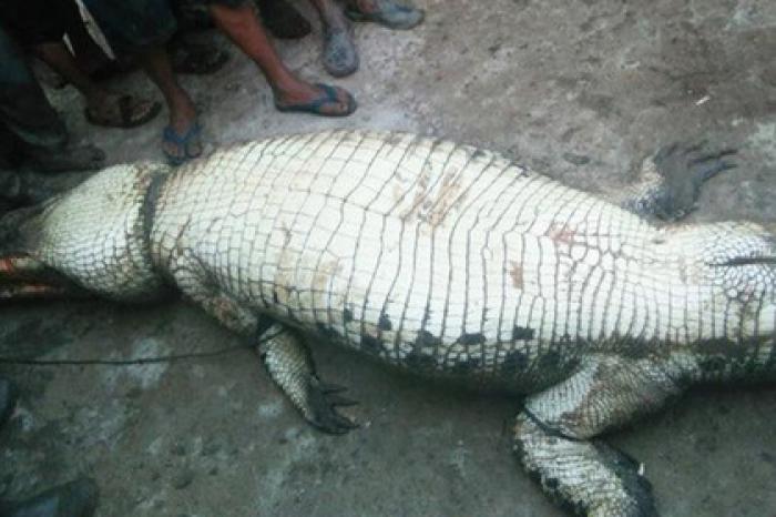 В брюхе убитого крокодила нашли останки пропавшего фермера