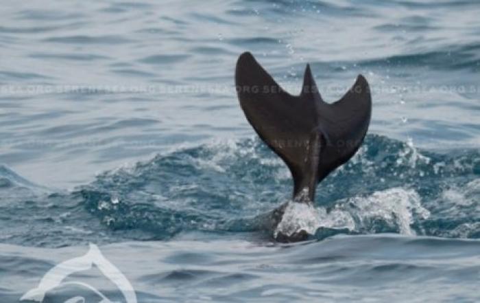 В Черном море замечен дельфин-мутант