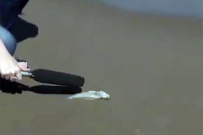 Журналистка попыталась взять интервью у мертвой рыбы