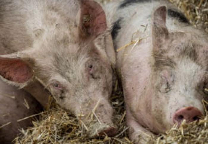 ANSA A CONFIRMAT DOUĂ FOCARE NOI DE PESTĂ PORCINĂ AFRICANĂ