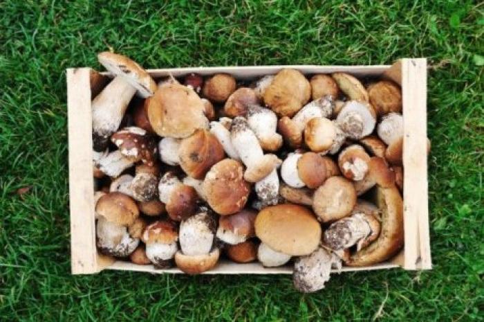 Диетолог указала на угрозу набора веса из-за грибов