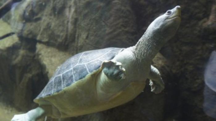 Из-за изменения климата все черепахи Кабо-Верде станут самками